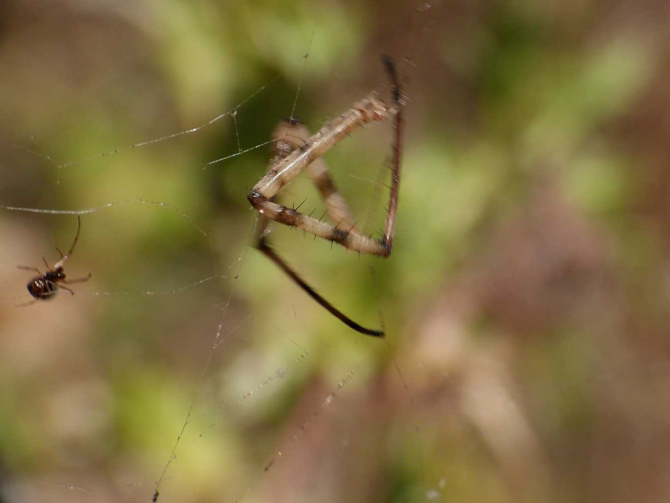 Il giallo dell''Argiope - Santa Teresa Gallura (OT)